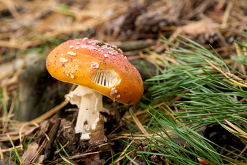 mushroom close-up macro in the forest