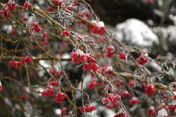 red berries on a branch