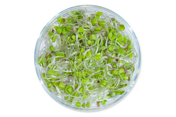 Laboratory glassware with plant sprouts. On an empty background. Isolated. PNG. Greens, sprouts, research, bio engineering, study, cultivation.