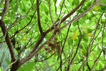 Fototapeta premium Euploea abjecta .Spotted butterflies with white spots on a brown wings in Palau. They congregate in a specific tre
