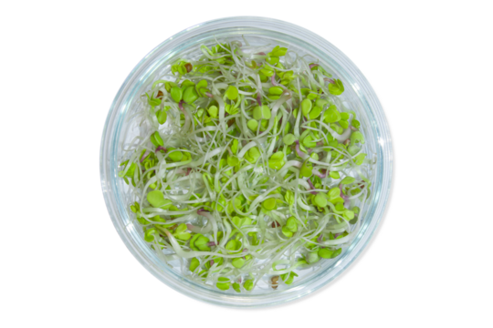 Laboratory glassware with plant sprouts. On an empty background. Isolated. PNG. Greens, sprouts, research, bio engineering, study, cultivation.