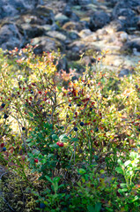 blueberries and lingonberries close-up in the forest