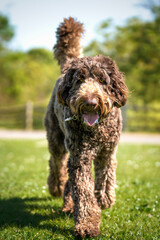 Big Giant Brown Labradoodle walking directly towards the camera