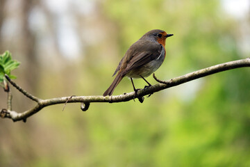 Fototapeta premium robin on a branch
