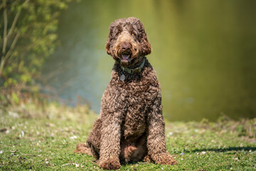 Big Giant Brown Labradoodle sitting and looking at the camera
