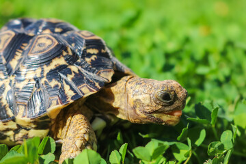 Obraz premium Close up of a cute African Leopard Tortoise searching for clovers in a green field