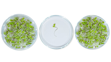 Laboratory glassware with plant sprouts. On an empty background. Isolated. PNG. Greens, sprouts, research, bio engineering, study, cultivation.