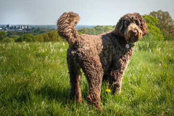 Big Giant Brown Labradoodle standing and looking towards the camera