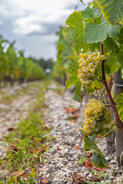 Typical grapes, Sauternes, Bordeaux, Aquitaine, France