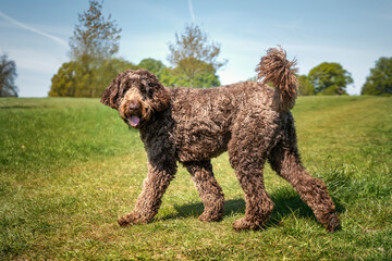 Big Giant Brown Labradoodle walking and looking directly towards the camera