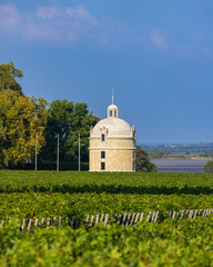 Typical vineyards near Chateau Latour, Bordeaux, Aquitaine, France