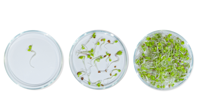 Laboratory glassware with plant sprouts. On an empty background. Isolated. PNG. Greens, sprouts, research, bio engineering, study, cultivation.