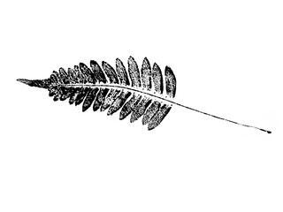 texture of fern foliage imprint on paper, stamp from leaf texture on a white background