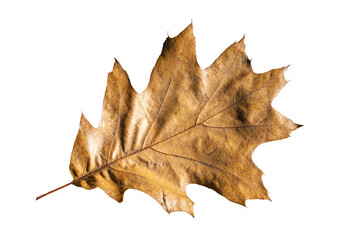 Brown oak leaf in autumn fall colour, png stock photo file cut out and isolated on a transparent background