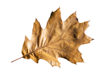 Brown oak leaf in autumn fall colour, png stock photo file cut out and isolated on a transparent background