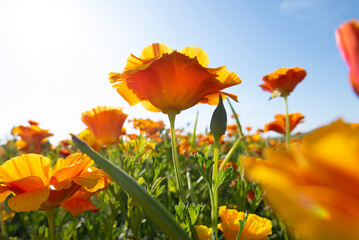 Obraz premium Orange Calafornia poppies in a flowering field.
