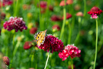 Monarch butterfly on top of a red Scabiosa flower.