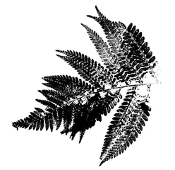 Fotobehang texture of fern foliage imprint on paper, stamp from leaf texture on a white background © Vera Kuttelvaserova