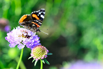 Monarch butterfly on top of a blue Scabiosa flower.