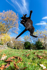 Schwarze Katze springt in den Himmel