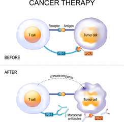 Cancer therapy of monoclonal antibodies