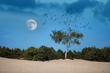 samotna brzoza na środku śródlądowej pustyni, księżyc i lecące ptaki