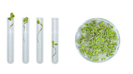 Laboratory glassware with plant sprouts. On an empty background. Isolated. PNG. Greens, sprouts, research, bio engineering, study, cultivation.
