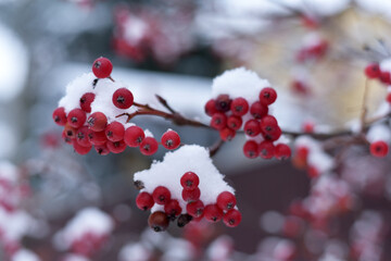 Winter. Snow on mountain ash