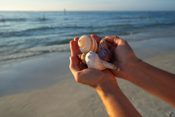 Mooie schelpen in vrouwelijke handen. Vrouwenhand die strandshell houden op een tropische plaats. Clearwater Beach, Florida, VS. Ruimte kopiëren.