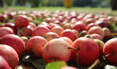 Pink apples lie in garden on the ground and grass close-up