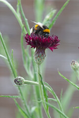 Honeybee collects pollen from Centaurea blackboy flower.