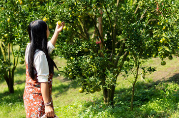 Happy Asian woman farmer carry wooden basket while Back view of young woman holding orange fruit standing on field. Female farm owner working and harvesting orange fruit in the garden green farm.