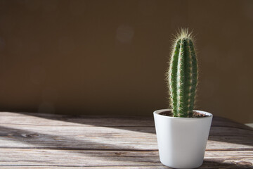 Small cactus plant on a desk