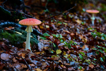 Roter Fliegenpilz im Wald