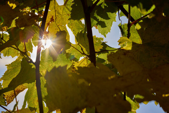 Sonne scheint durch die Blätter eines Weinstocks 