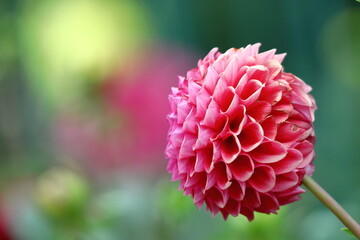 色鮮やかな大輪