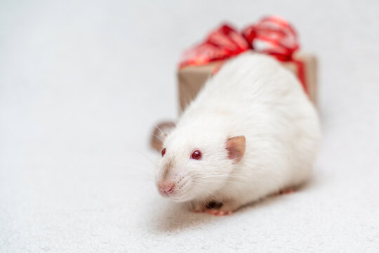 White rat gift. The rat sits on a white carpet with a gift box with a red ribbon.