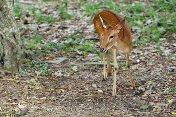 The female deer in garden at thailand