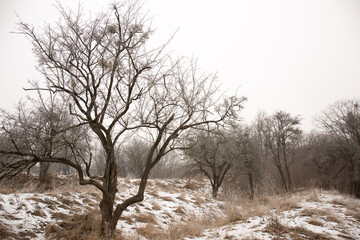 Garden geoplastics in winter