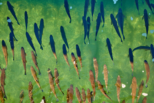 Fische im Teisch