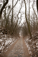 A cobblestone road along an alley in a park