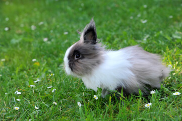 Cute fluffy gray and white angora rabbit walking in grass with wild daisies. Close up photo free copy space