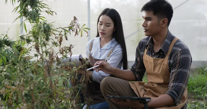 Handheld shot, Anxiously young man and woman inspects cannabis plant for damage in planting tent, symptoms of leaf blight and wilting, Find solutions on tablet problem for growth