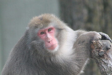 joli macaque japonais, il a un regard rempli de tendresse, Macaca fuscata