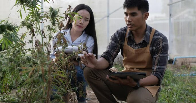 Handheld shot, Anxiously young man and woman inspects cannabis plant for damage in planting tent, symptoms of leaf blight and wilting, Find solutions on tablet problem for growth