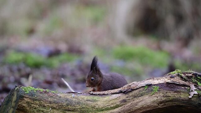 Red squirrel looking for food on dead wood  and looking attentively,  european red squirrel, winter, north rhine westphalia, (sciurus vulgaris), germany