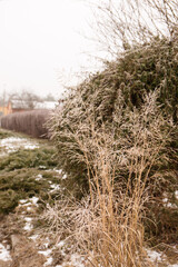 grasses decorate the garden