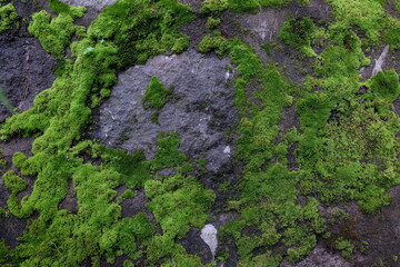 Moss plants grow on the walls.