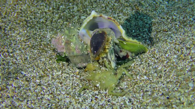Gastropod Murex Trunculus or Duplex murex (Hexaplex trunculus) protrudes a leg from the shell and pulls a dead crab towards itself.