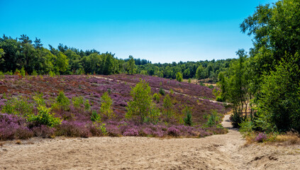 Fototapeta na wymiar Purple flowering moorland of the Veluwe, Netherlands 